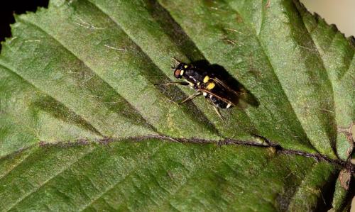 Oxycera leonina